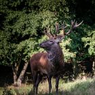 Tiere im Wald