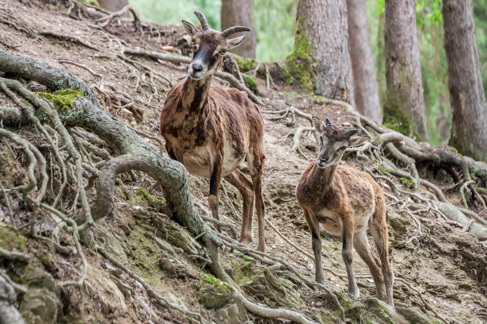 Tiere im Wildpark