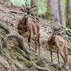 Tiere im Wildpark