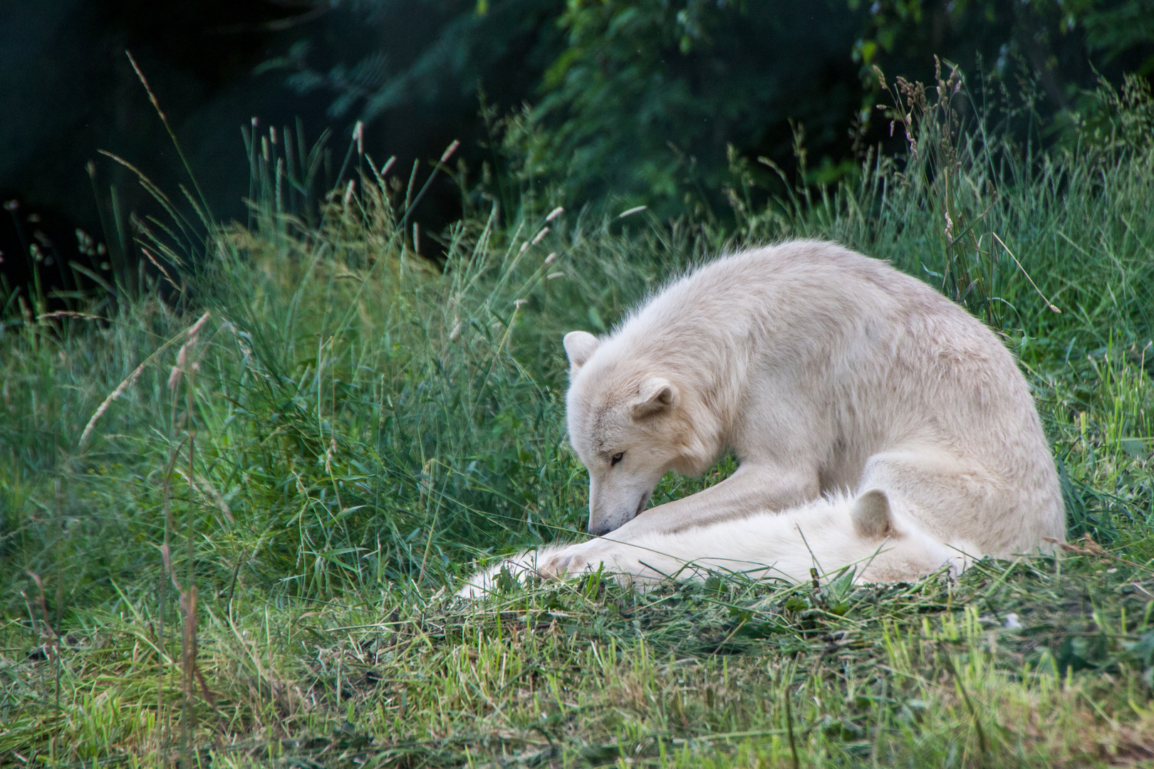 Tiere im Wildpark