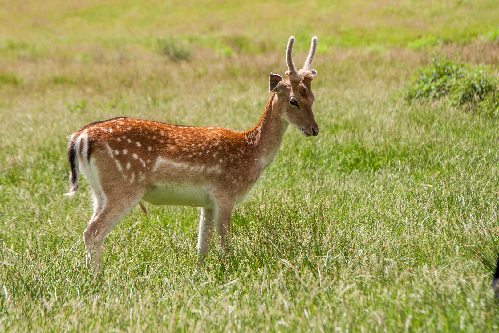 Tiere im Wildpark