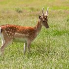 Tiere im Wildpark