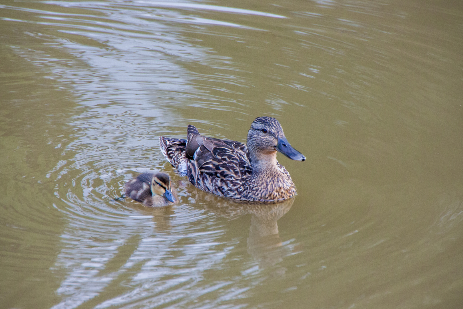 Tiere im Wildpark