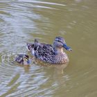 Tiere im Wildpark