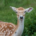 Tiere im Wildpark