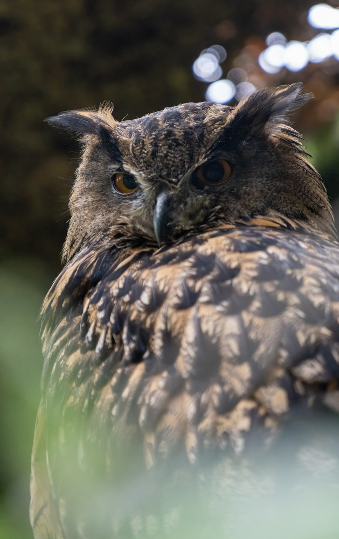 Tiere im Wildpark Kunsterspring