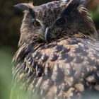 Tiere im Wildpark Kunsterspring