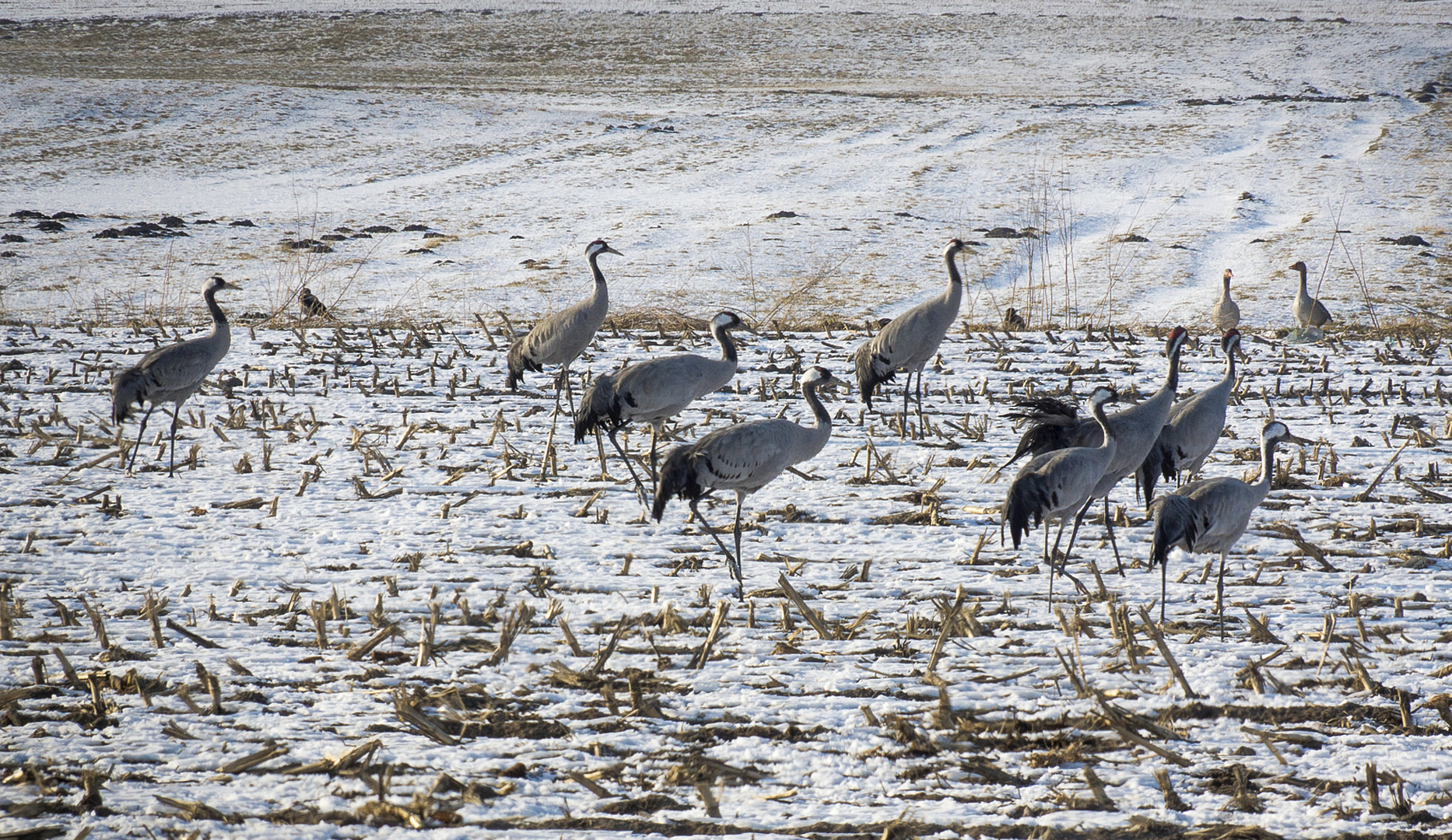 Tiere im Winter 1