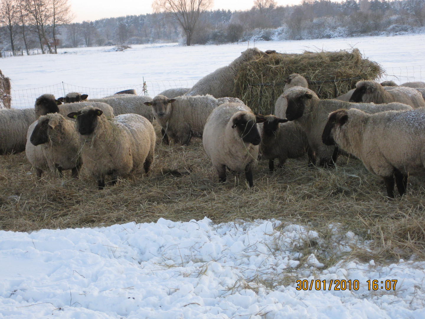 Tiere im Winter