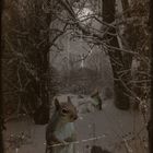 Tiere im Winter