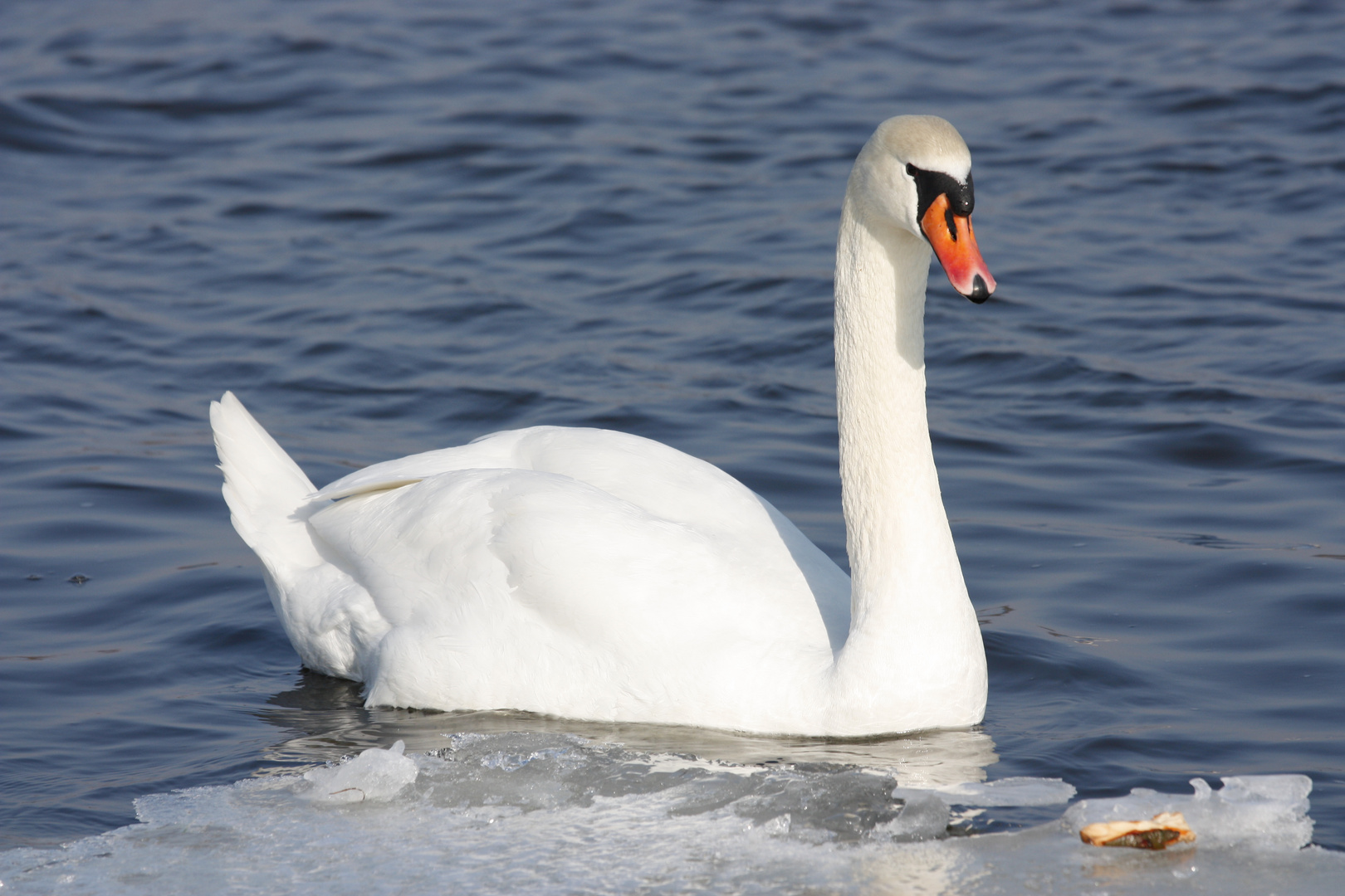 Tiere im Winter