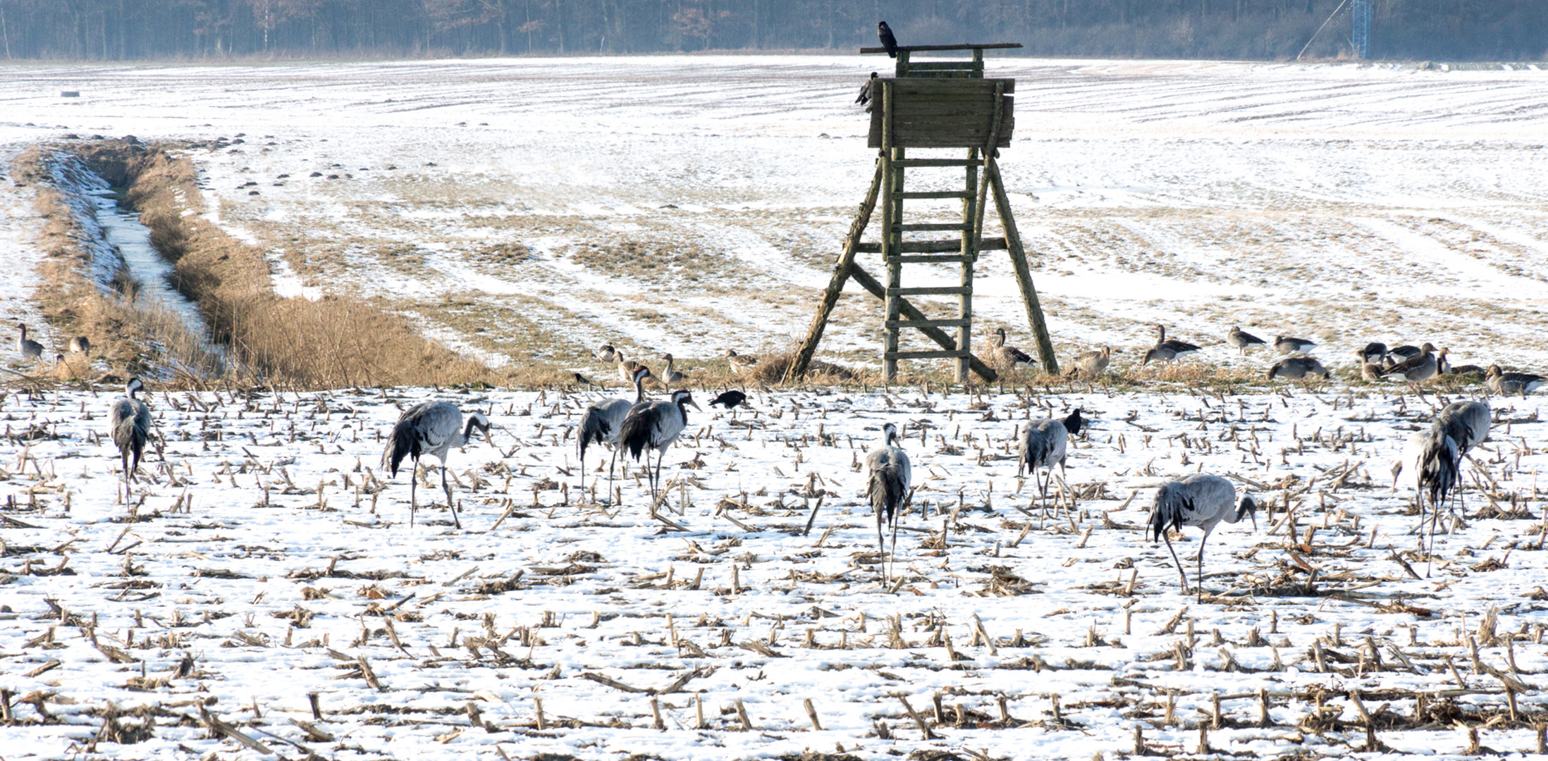 Tiere im Winter