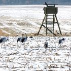 Tiere im Winter