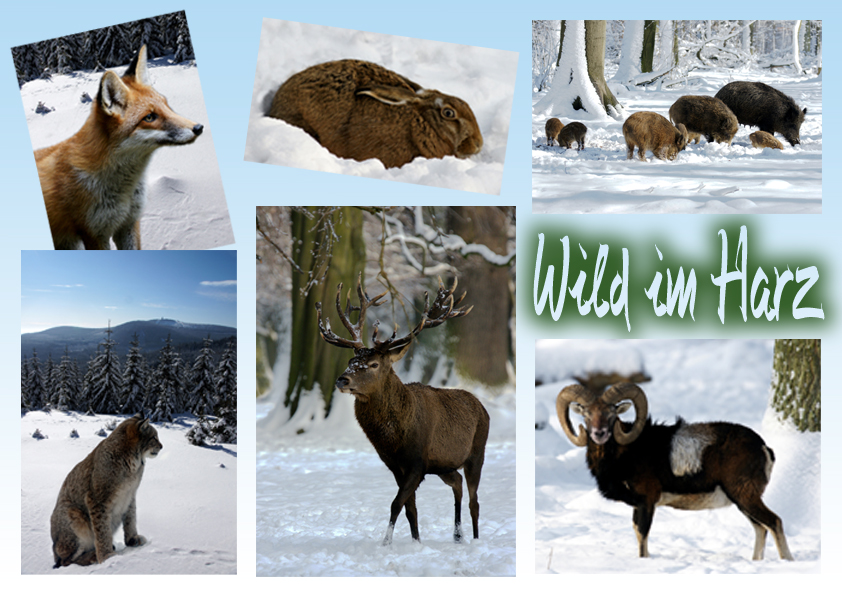 Tiere im Winter