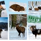 Tiere im Winter