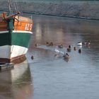 Tiere im Winter Enten