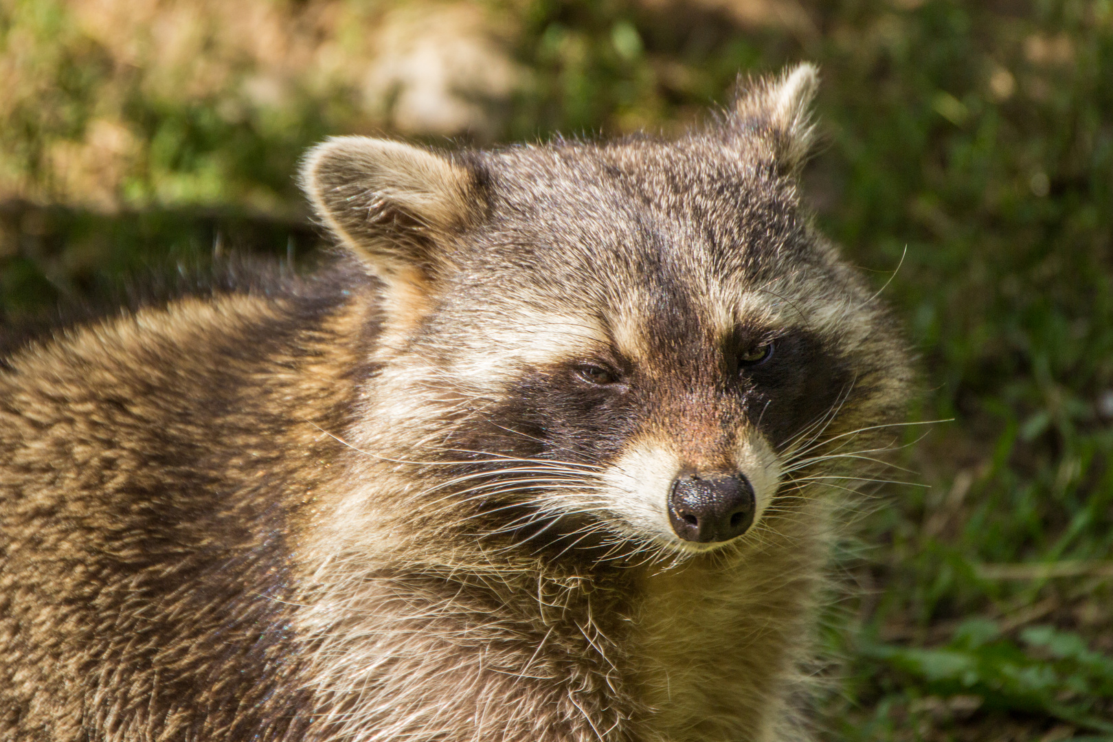 Tiere im Wormser Tiergarten