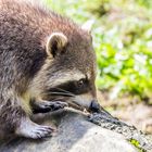 Tiere im Wormser Tiergarten