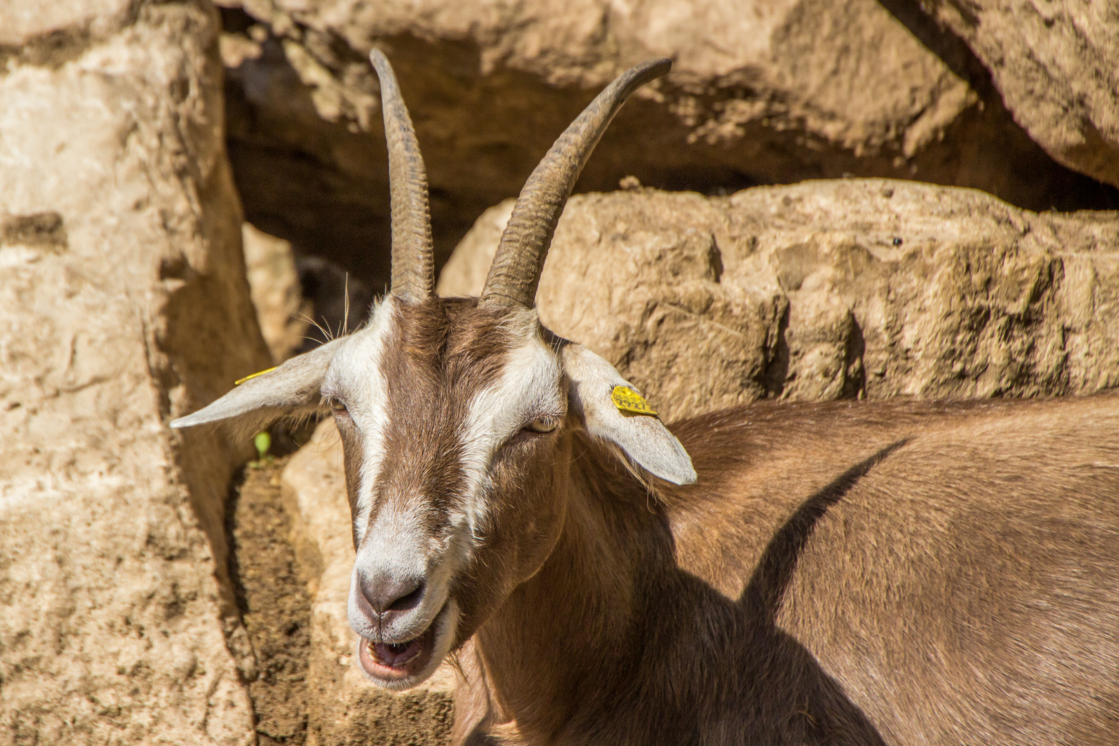 Tiere im Wormser Tiergarten