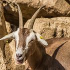 Tiere im Wormser Tiergarten