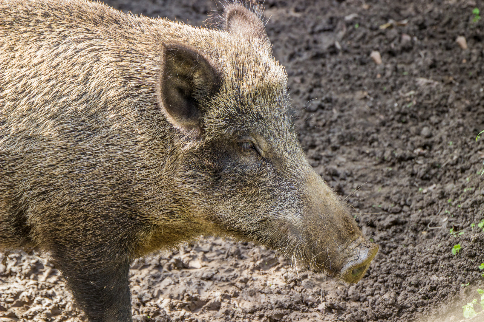 Tiere im Wormser Tiergarten