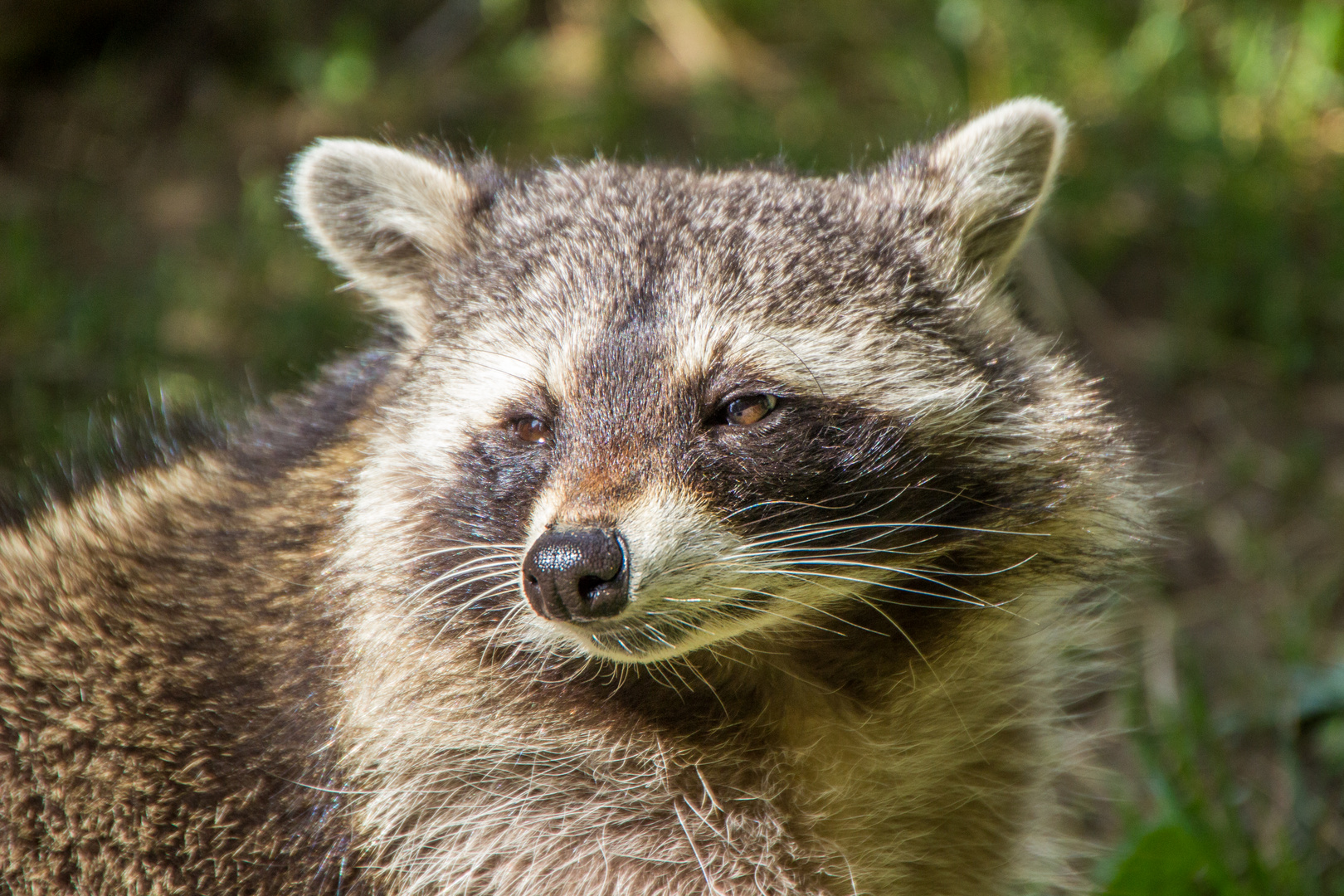 Tiere im Wormser Tiergarten