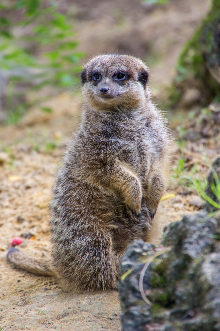 Tiere im Wormser Tiergarten