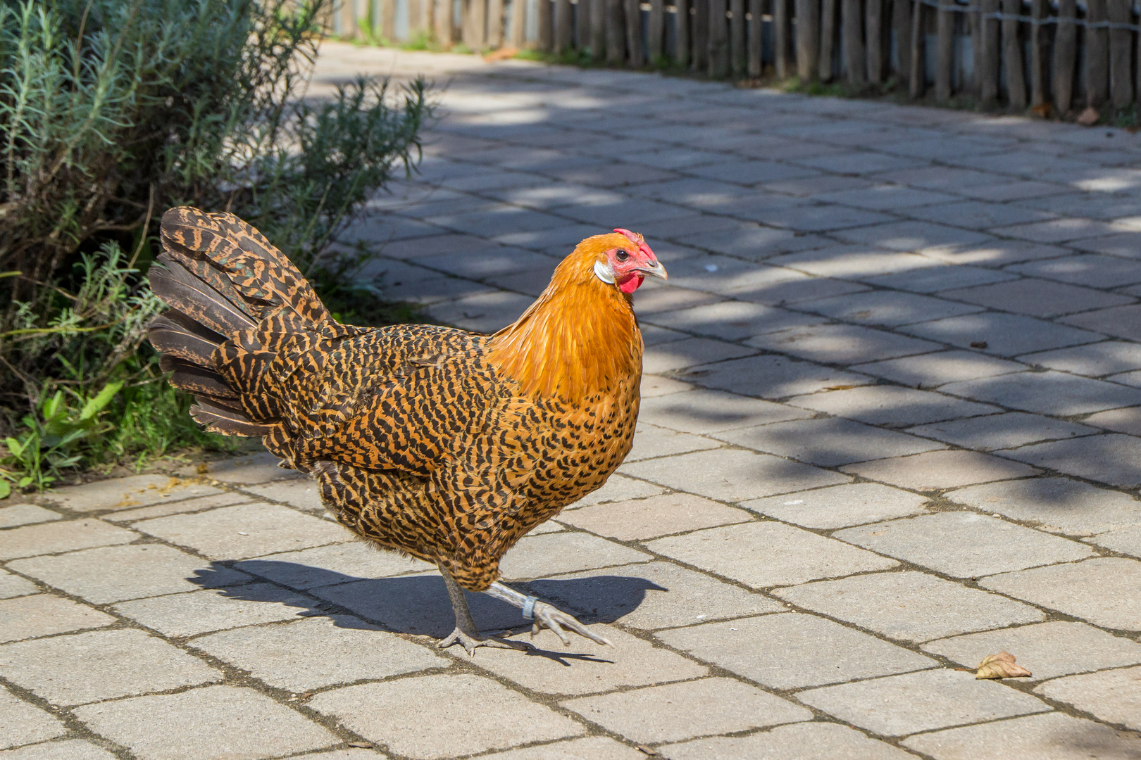 Tiere im Wormser Tiergarten