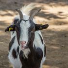 Tiere im Wormser Tiergarten