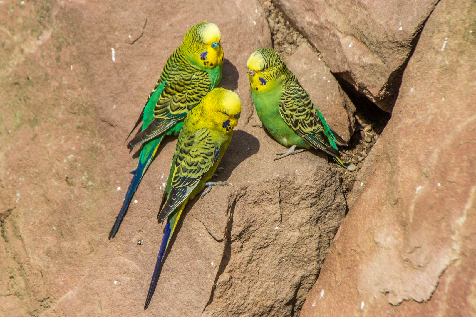 Tiere im Wormser Tiergarten