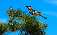 Tiere im Yanchep NP 1