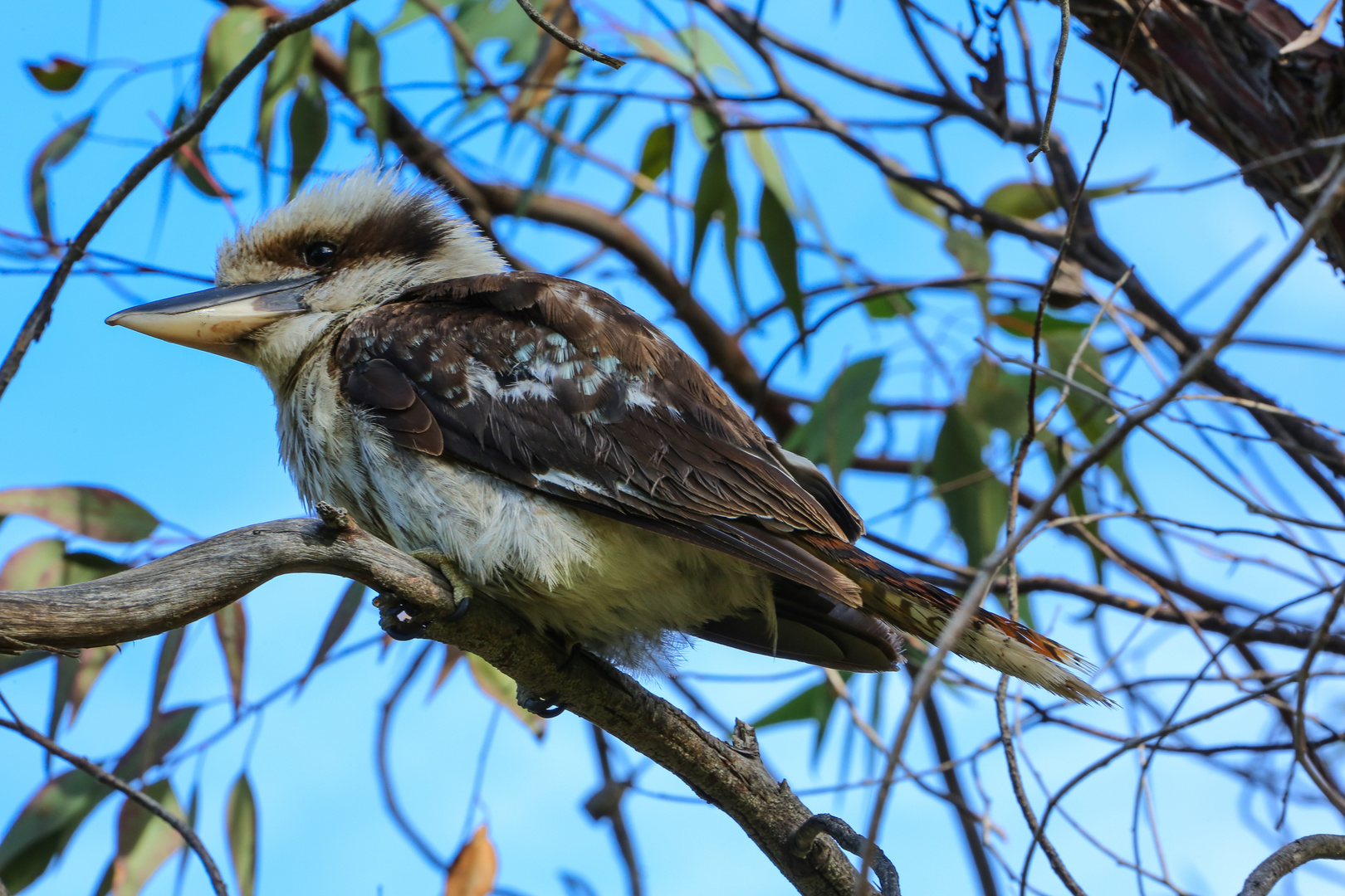 Tiere im Yanchep NP 2