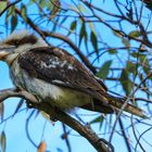 Tiere im Yanchep NP 2