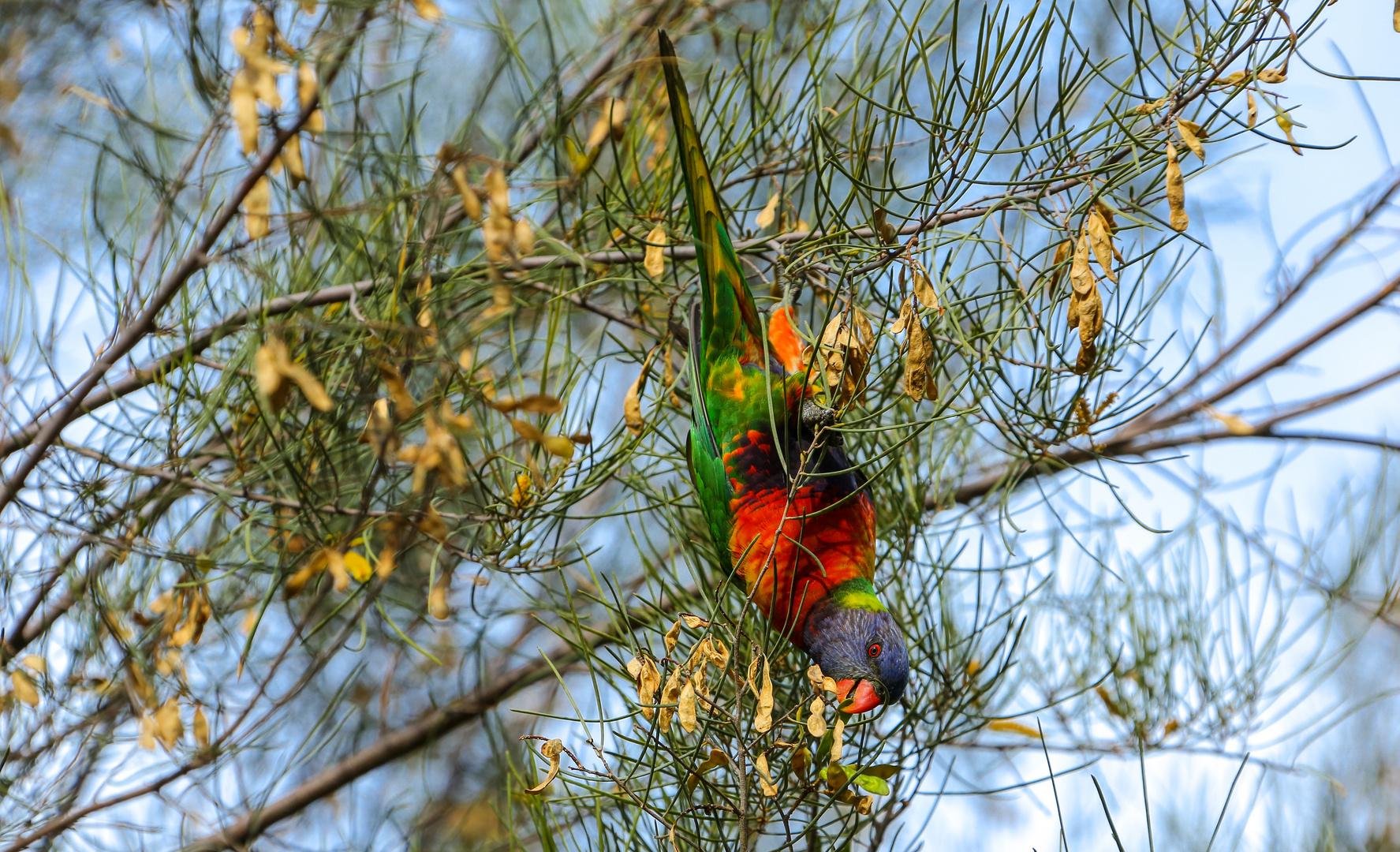 Tiere im Yanchep NP 4