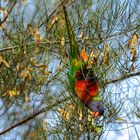 Tiere im Yanchep NP 4