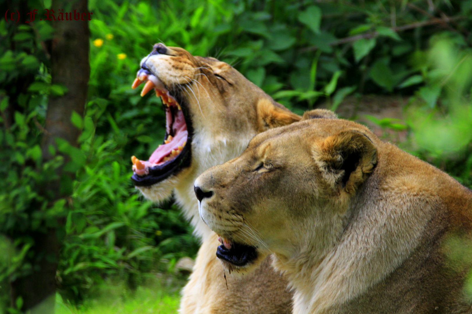 Tiere im Zoo