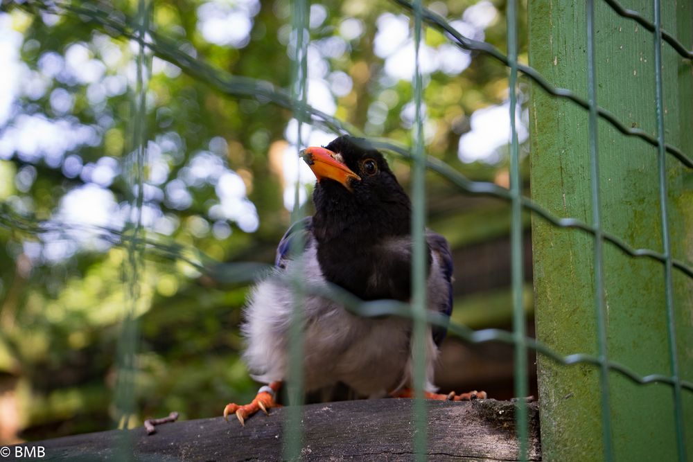 Tiere im Zoo 2015_1