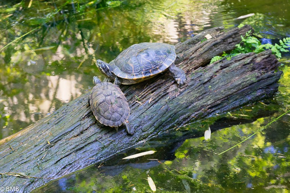 Tiere im Zoo 2015_2