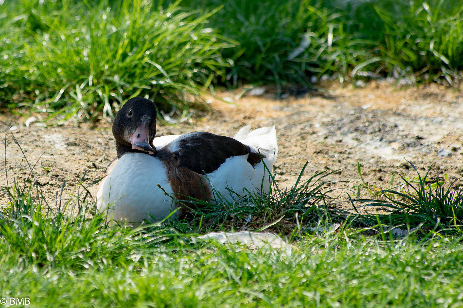 Tiere im Zoo 2015_8