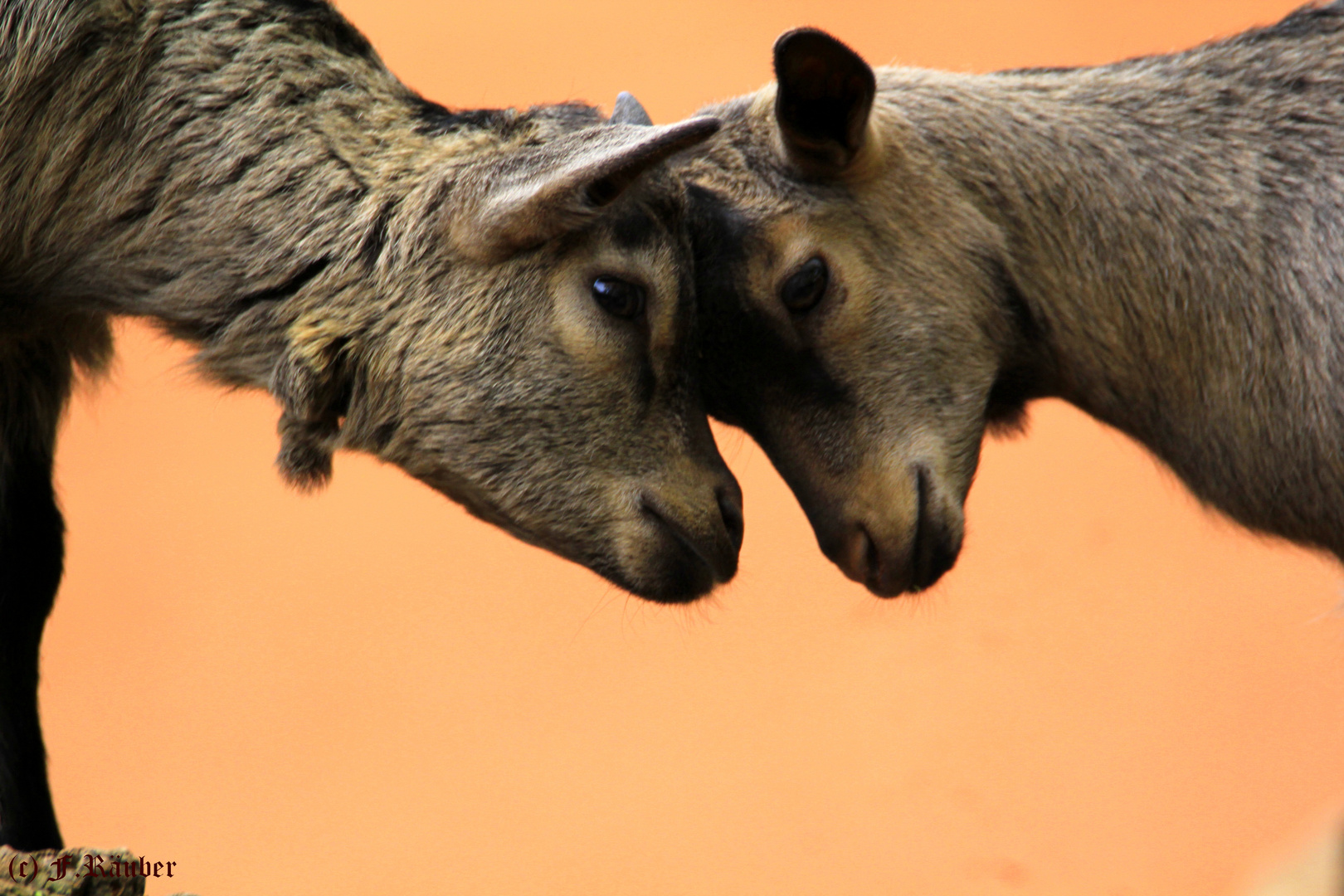 Tiere im Zoo