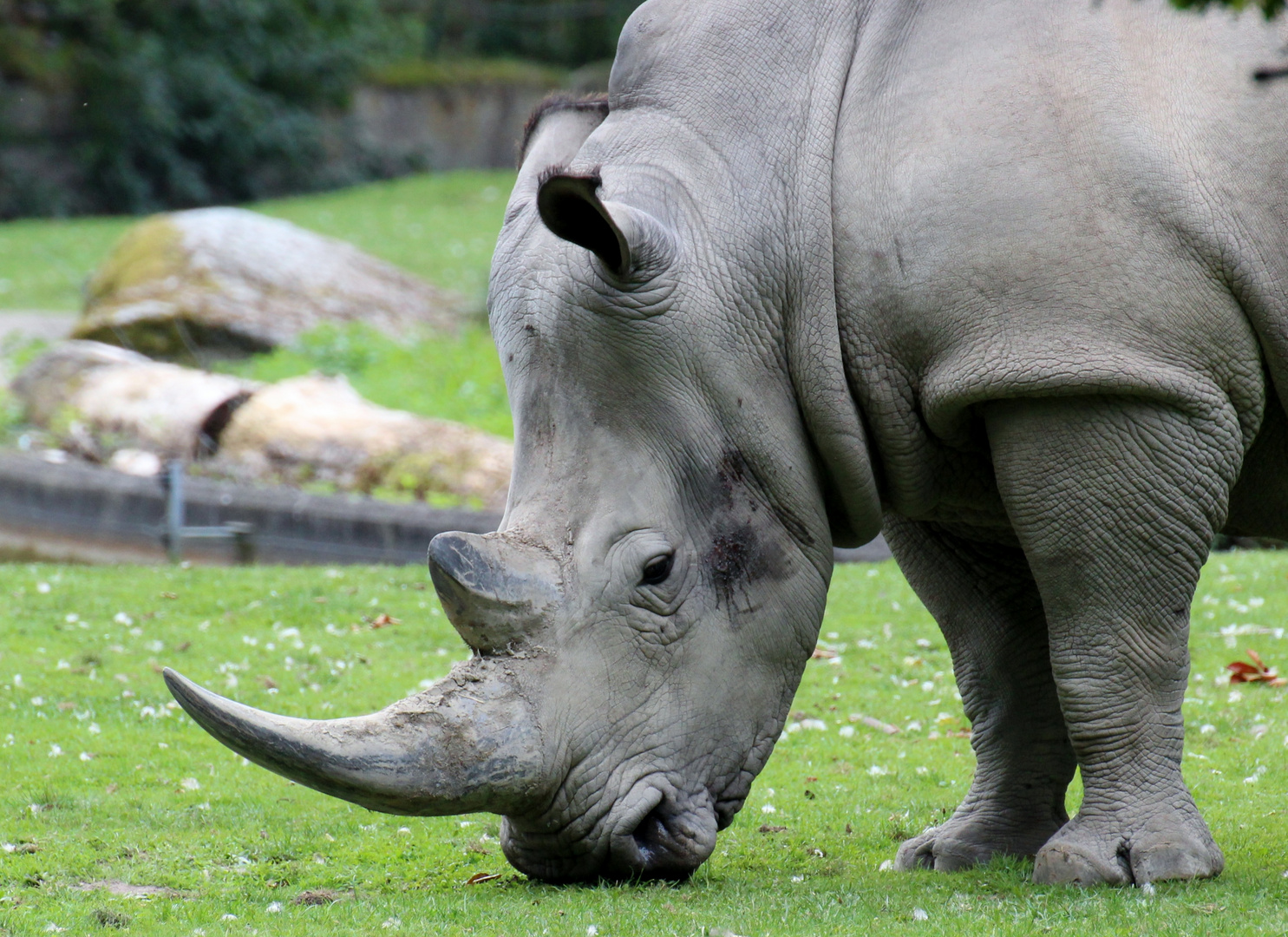 Tiere im Zoo