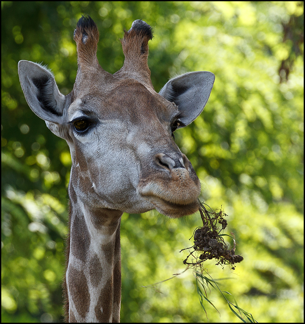 Tiere im Zoo