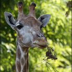 Tiere im Zoo