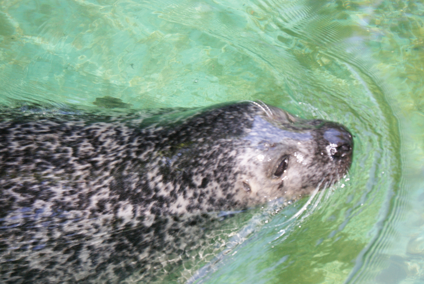 Tiere im Zoo