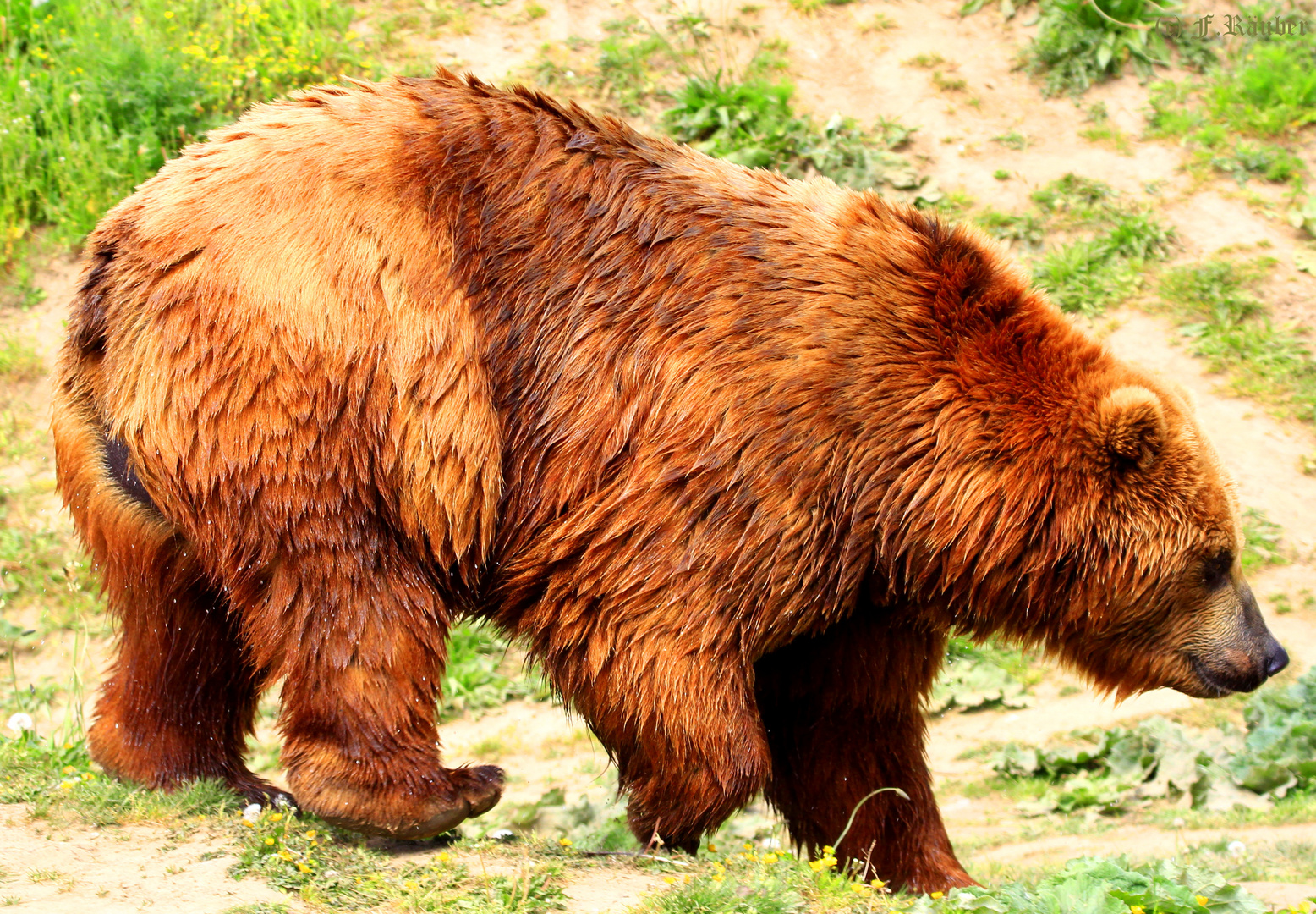 Tiere im Zoo