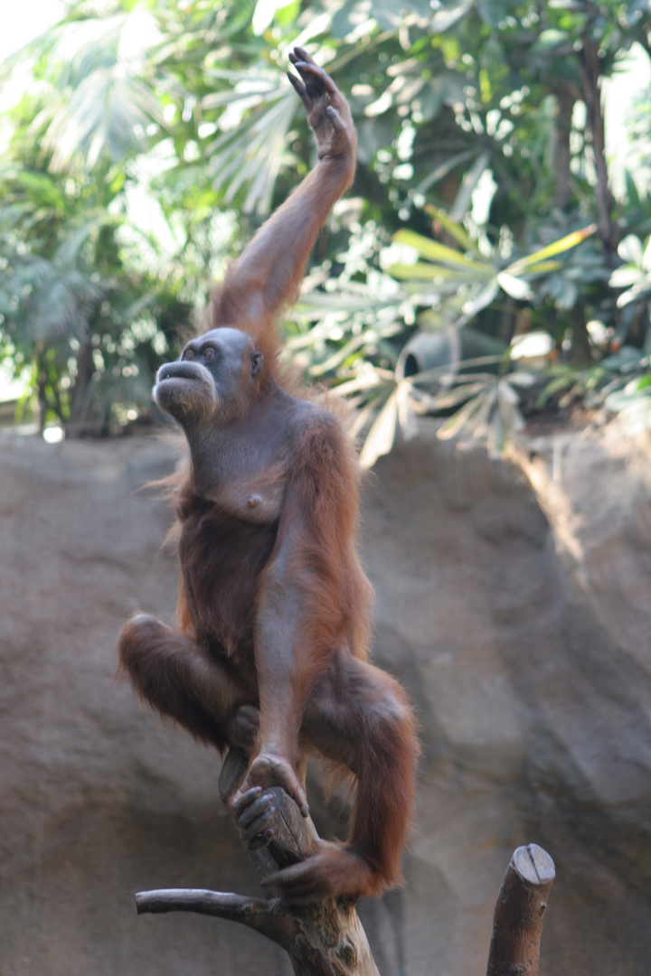 Tiere im Zoo