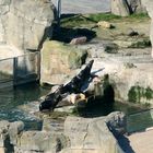 Tiere im Zoo am Meer