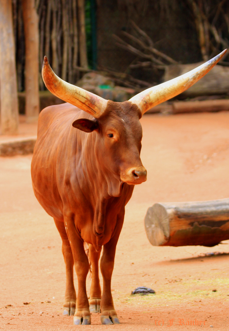 Tiere im Zoo