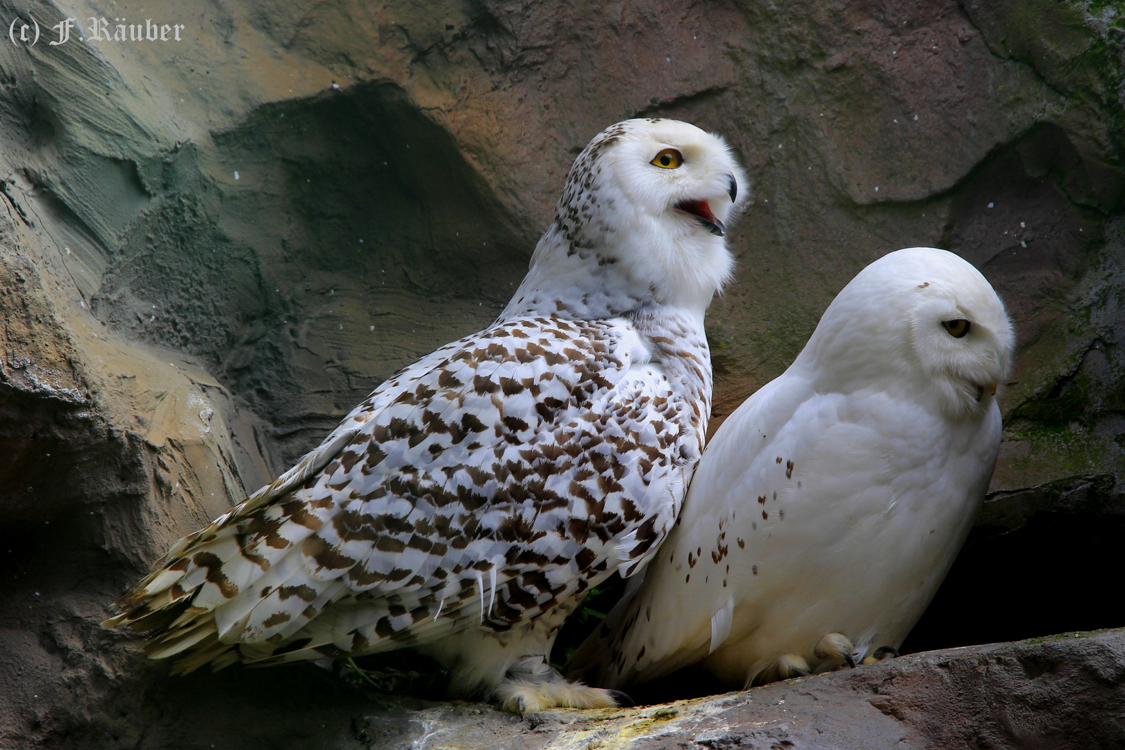 Tiere im Zoo