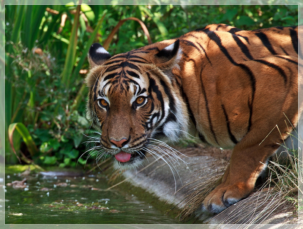 Tiere im Zoo II